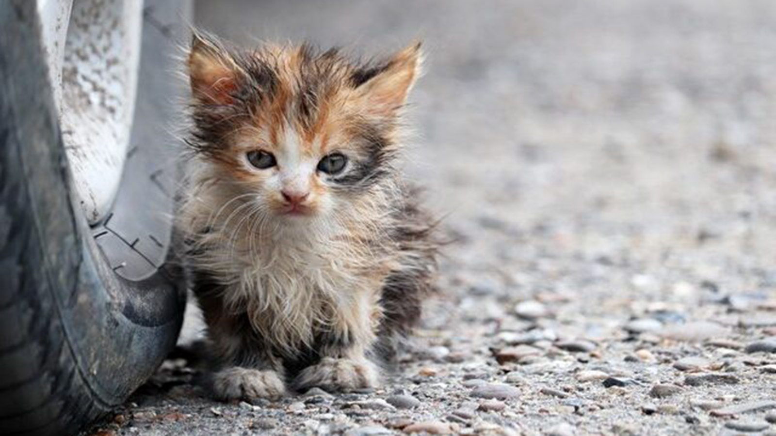 Θεσσαλονίκη: Πρόστιμο 50.000 € σε οδηγό που πάτησε και σκότωσε γατάκι